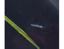 527e255b3e689da527e809aac6d655fb